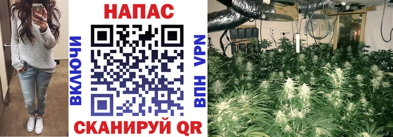 Конопля сатива  Калтан 